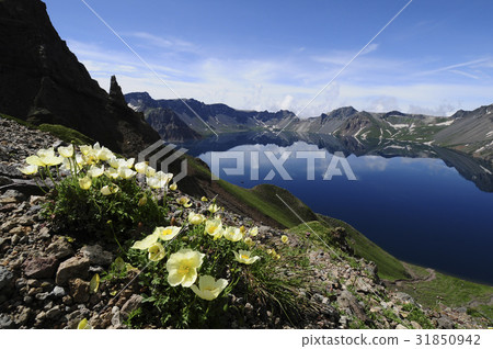 Dome Poppy, Chunji, Mt. Paektu, North Korea Dome Poppy, Chunji, Mt. Paektu, North Korea 31850942