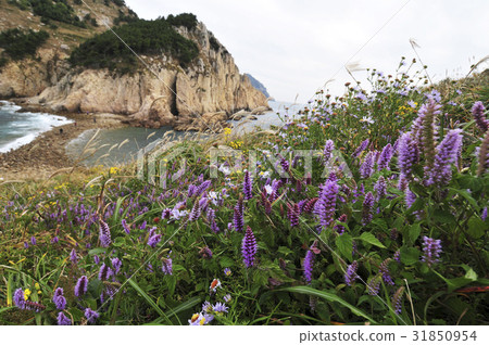 花和諧，燈塔島，零售道路，Hallyeo海洋國家公園，統營市，慶南 31850954