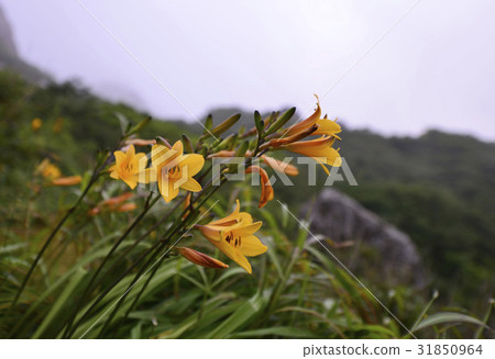 Teapot leaves, Gaya, Chungnam Teapot leaves, Gaya, Chungnam 31850964