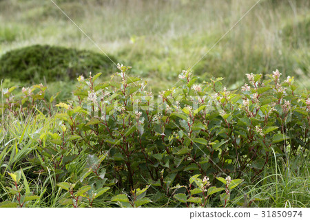 Ho Chang Geun, Mt. Halla, Jeju Island 31850974
