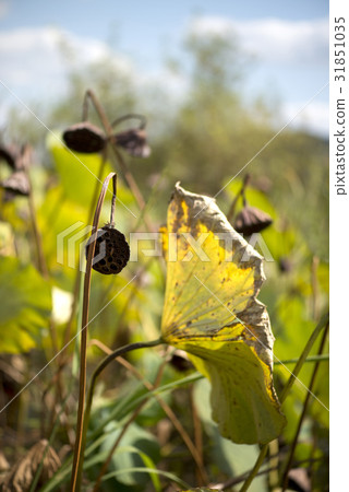 飯糰，荷葉 31851035