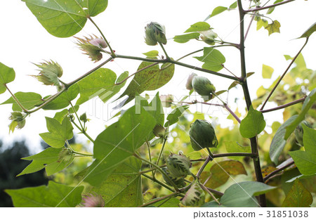 水果,棉花 水果,棉花 31851038