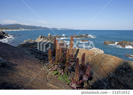 Jangsol, Samcheok, Gangwon-do 31851052