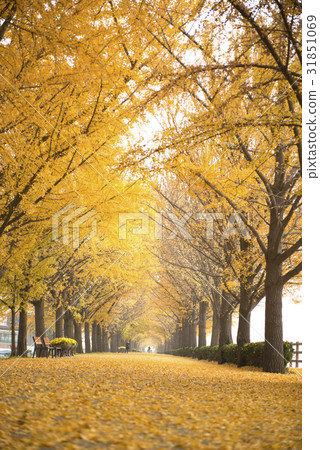 Ginkgo, Asan city, Chungnam 31851069