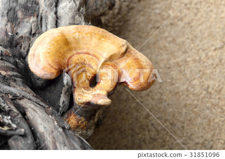 Lingzhi mushroom 31851096