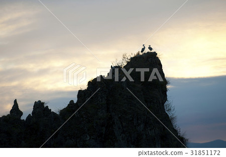 Egret, Dodam Sambong, Danyang-gun, Chungbuk 31851172