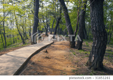 Pine trees, Changleung (Historic site No. 196), Yeongwol-gun, Gangwon-do 31851281