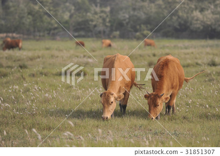 京畿道華城市Soo 31851307