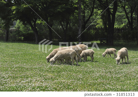 Yang, Seoul National University Park, Gwacheon, Gyeonggi-do 31851313