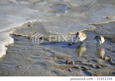 Shorebird, Gyeonggi-do 31851349