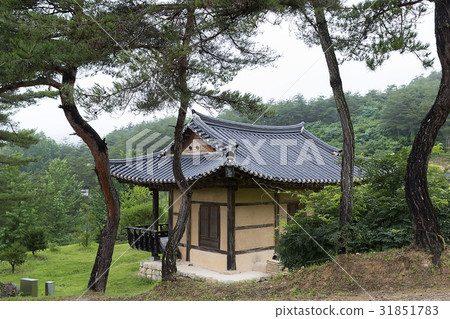 Pine trees, 5,000 historical sites, Andong, Gyeongbuk 31851783