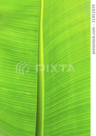 Leaf, Jeju Island Leaf, Jeju Island 31851839
