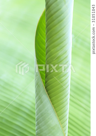Leaf, Jeju Island Leaf, Jeju Island 31851843