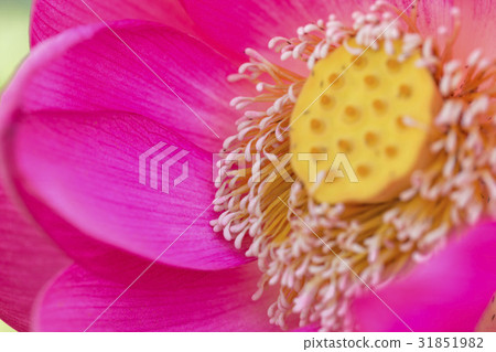 蓮花 蓮花 31851982