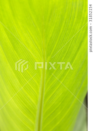 canna canna 31852154