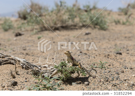 Agama, Gobi Desert, Mongolia 31852294