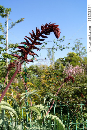 Merianas · Mayor 31853224