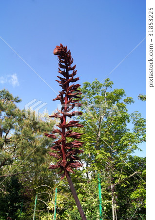 Merianas · Mayor Merianas · Mayor 31853225