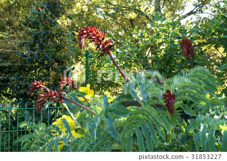 Merianas · Mayor 31853227