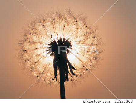 蒲公英孢子 蒲公英孢子 31853308