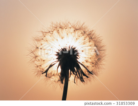 蒲公英 種子 先生. 31853309