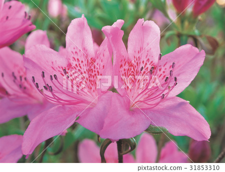 杜鵑花 31853310