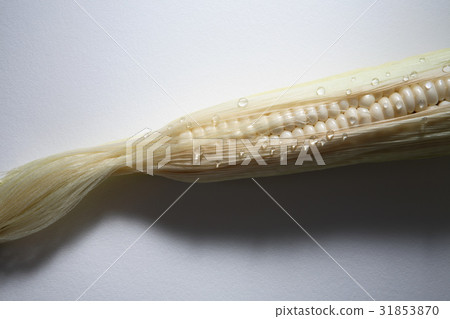 corn 31853870