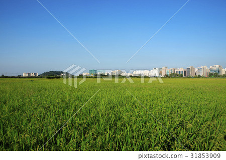 Gangseo-gu, Seoul 31853909