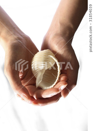 手，貝殼 31854039