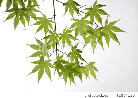 類(木) 葉子 的葉子 31854139