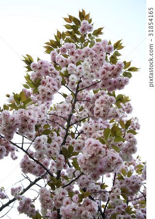 雙櫻桃樹 31854165