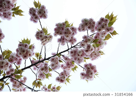 雙櫻桃樹 雙櫻桃樹 31854166