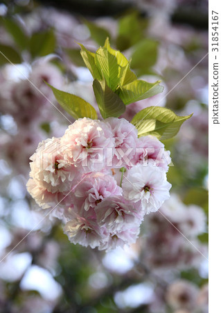 雙櫻桃樹 31854167