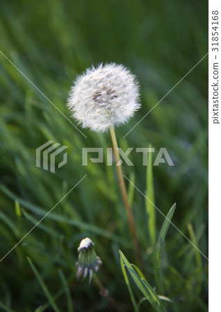 蒲公英 蒲公英 31854168