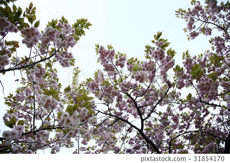 Double cherry tree Double cherry tree 31854170