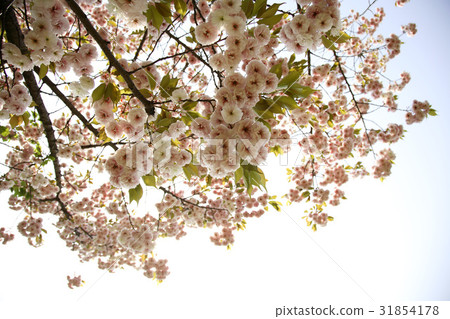 雙櫻桃樹 雙櫻桃樹 31854178