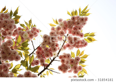 Double cherry tree Double cherry tree 31854181