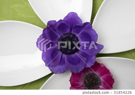 anemone 31854226