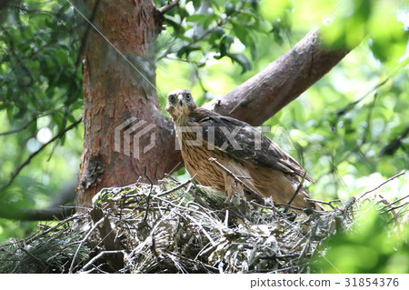 奧塔卡的小妞 31854376