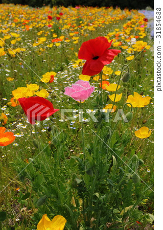 罌粟 31854688