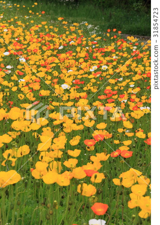Poppy 31854723