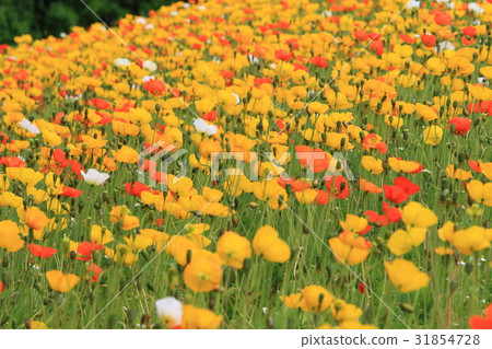 Poppy 31854728