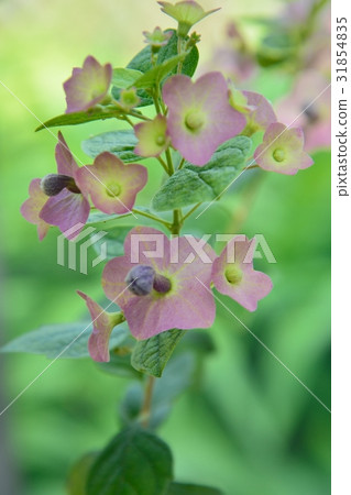 Holmshold Dietethesis 31854835