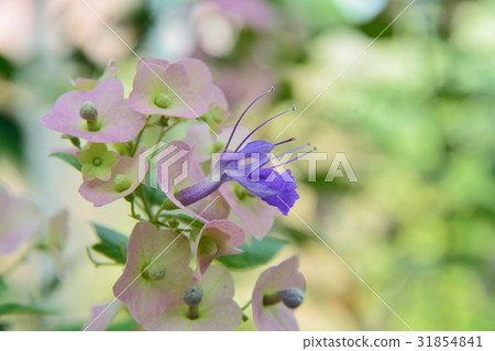 Holmshold Dietethesis 31854841