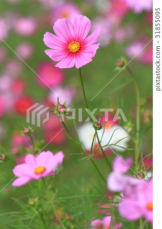 Cosmos Cosmos 31855095