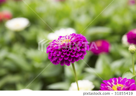 A single dahlia flower 31855419