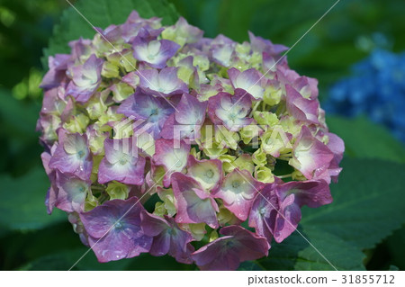 八仙花屬紫色紫色橙黃色06 31855712