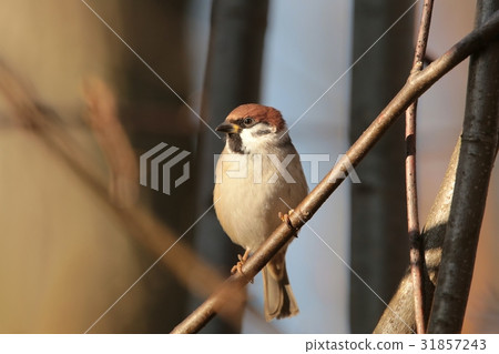 Eurasian Tree Sparrow (Passer montanus) on a twig Eurasian Tree Sparrow (Passer montanus) on a twig 31857243