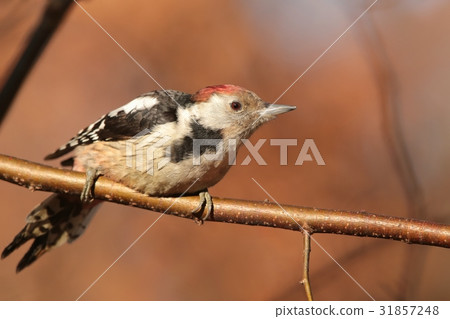 Middle Spotted Woodpecker (Dendrocopos medius) Middle Spotted Woodpecker (Dendrocopos medius) 31857248