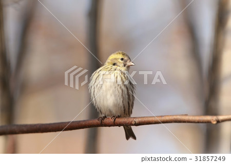 European Serin (Serinus serinus) on a twig European Serin (Serinus serinus) on a twig 31857249